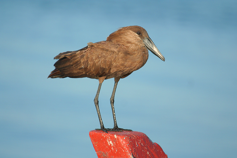 Hamerkop by Mick Dryden