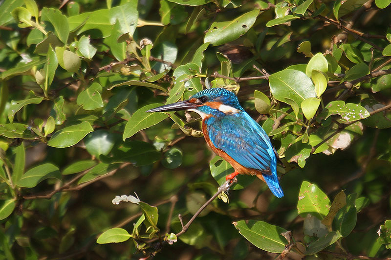 Common Kingfisher by Mick Dryden