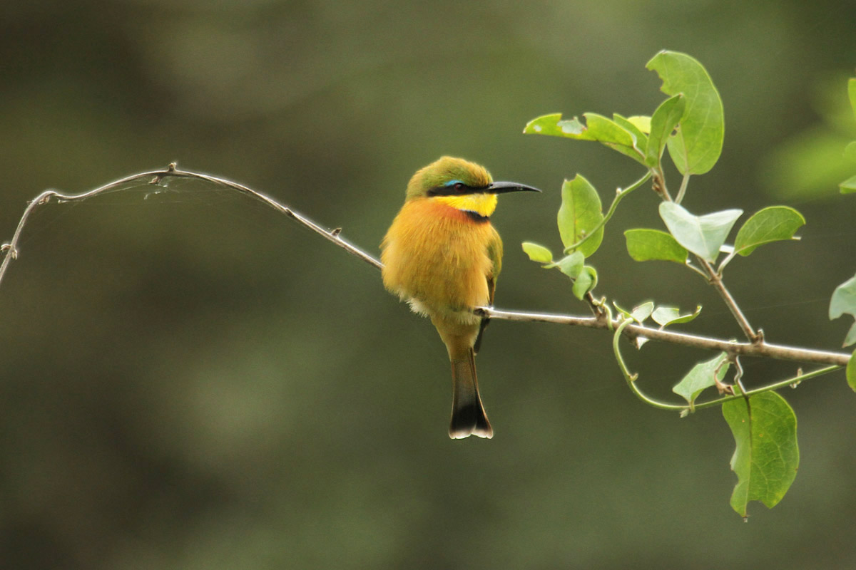 Little Bee Eater by Mick Dryden