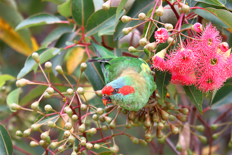 Musk Parakeet by Mick Dryden