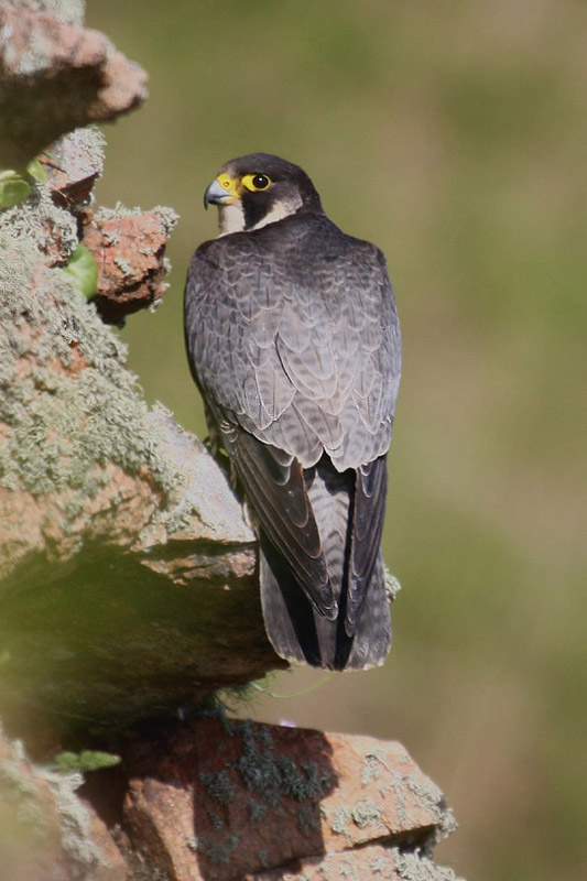 Peregrine by Mick Dryden