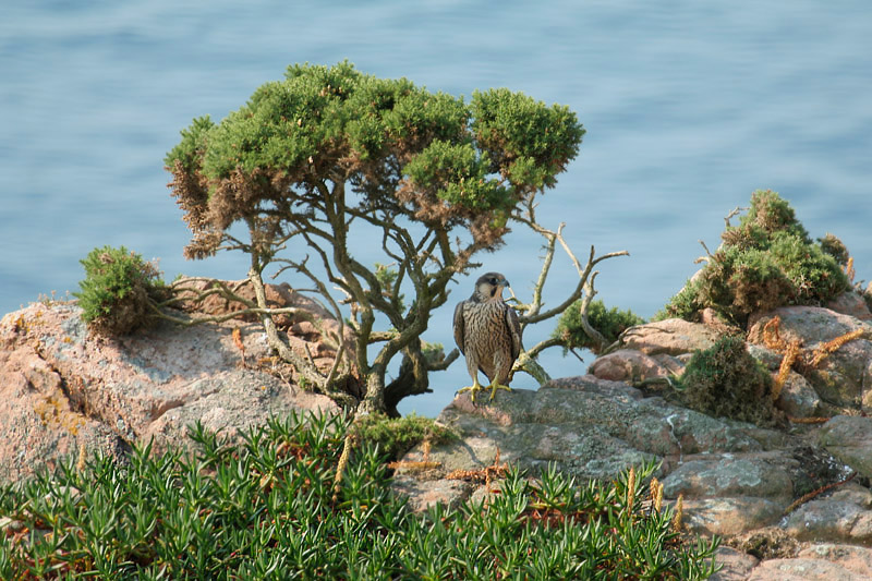 Peregrine by Mick Dryden