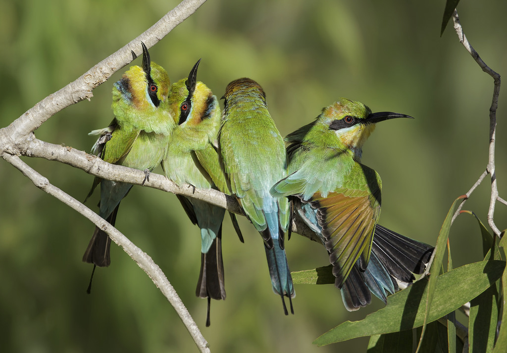 Rainbow Bee-eaters by Kris Bell