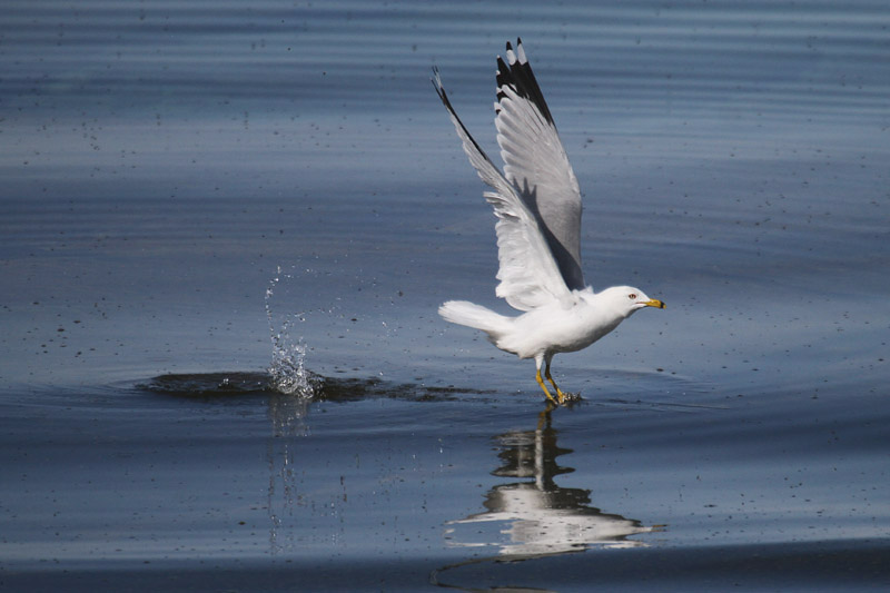 Ring-billed Gull by Mick Dryden