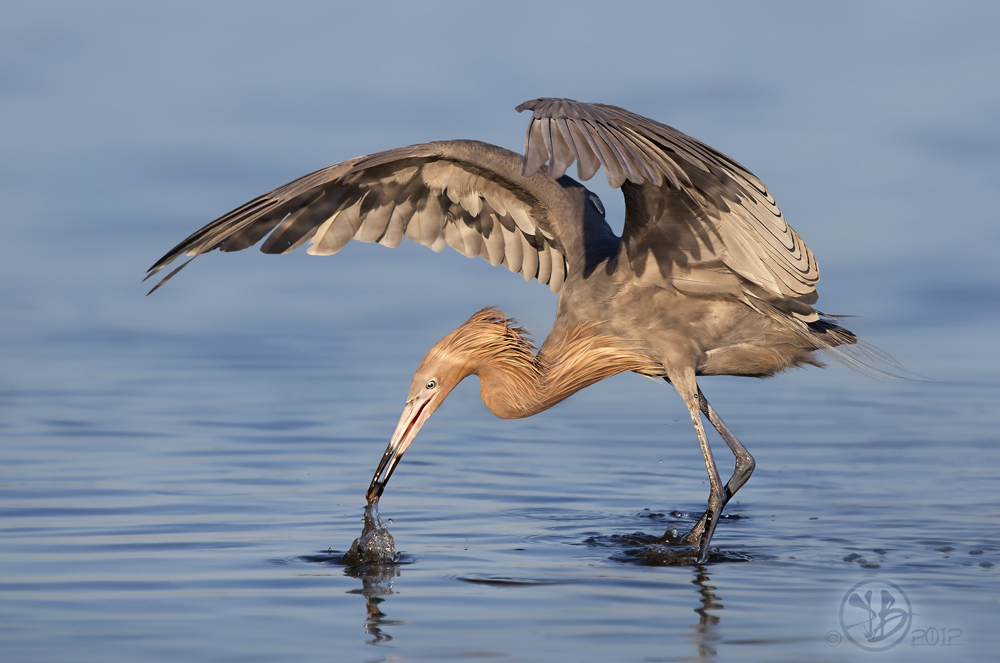 Reddish Egret by Kris Bell