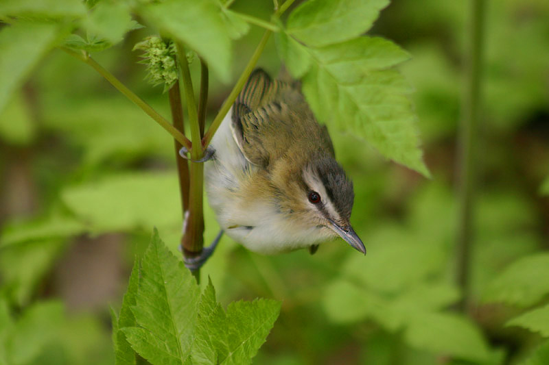 Red-eyed Vireo by Mick Dryden