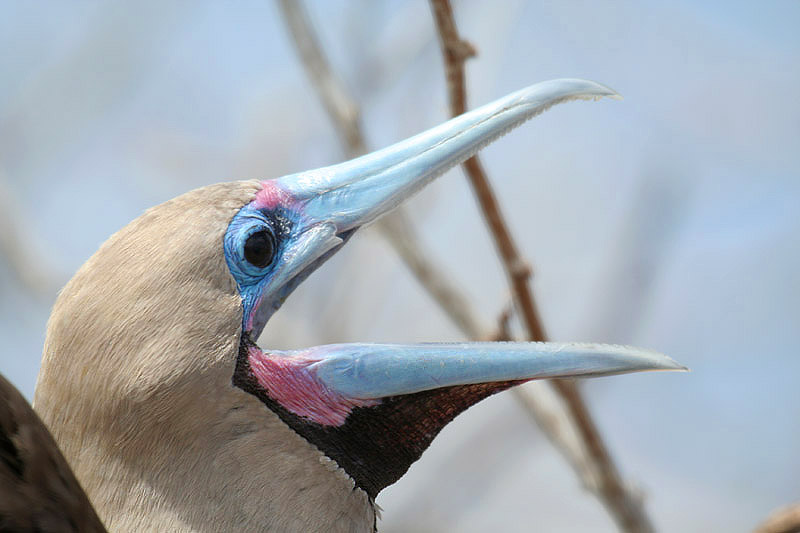 Red-footed Booby by Mick Dryden