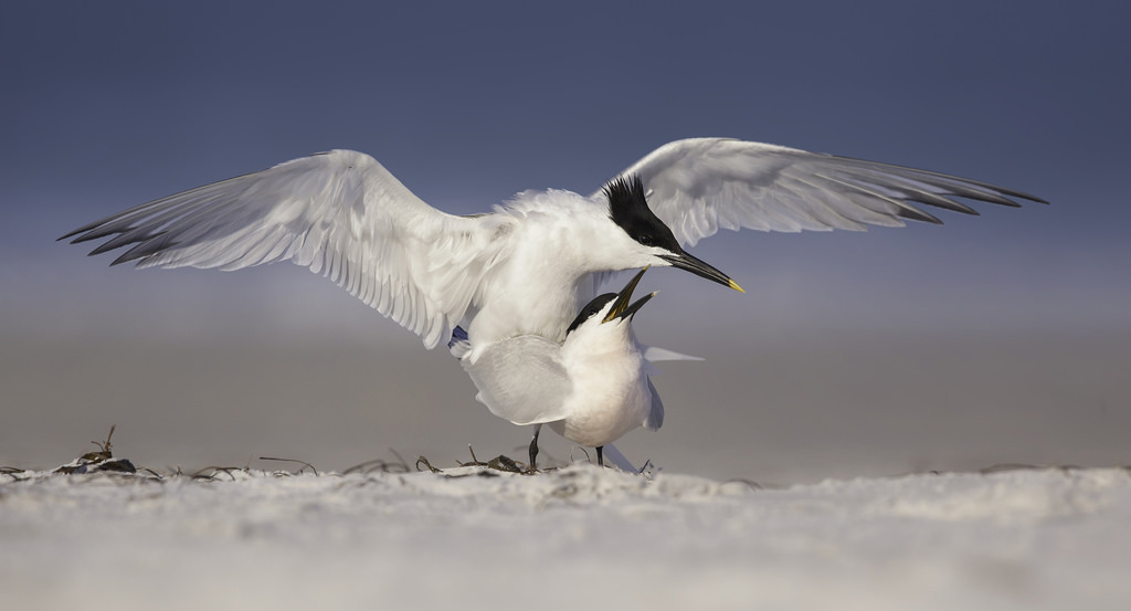 Sandwich Terns by Kris Bell