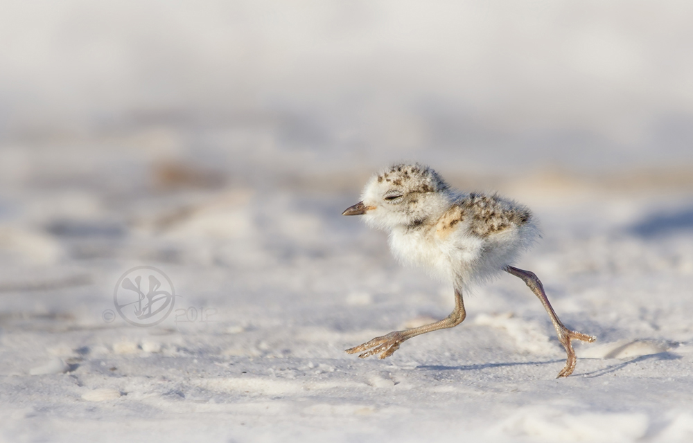 Snowy Plover by Kris Bell