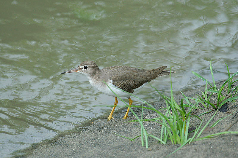 Spotted Sandpiper by Mick Dryden