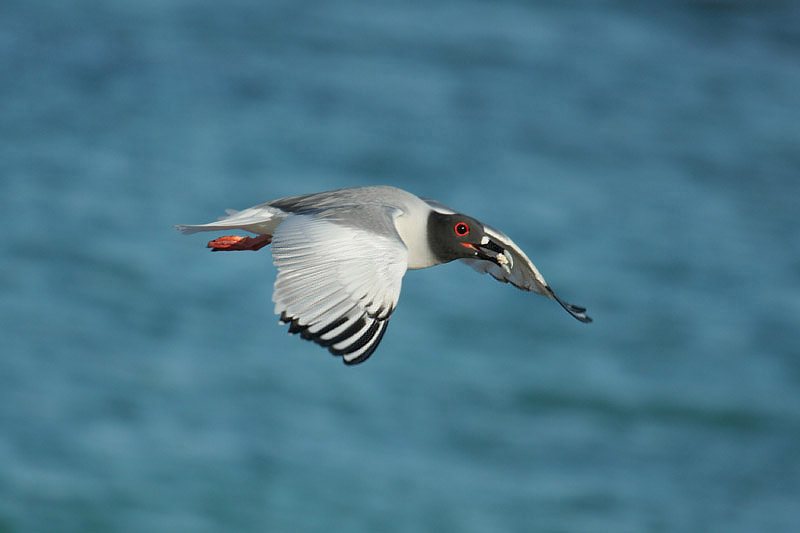 Swallow-tailed Gull by Mick Dryden