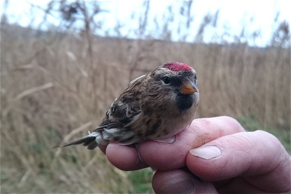 Redpoll by Cris Sellares