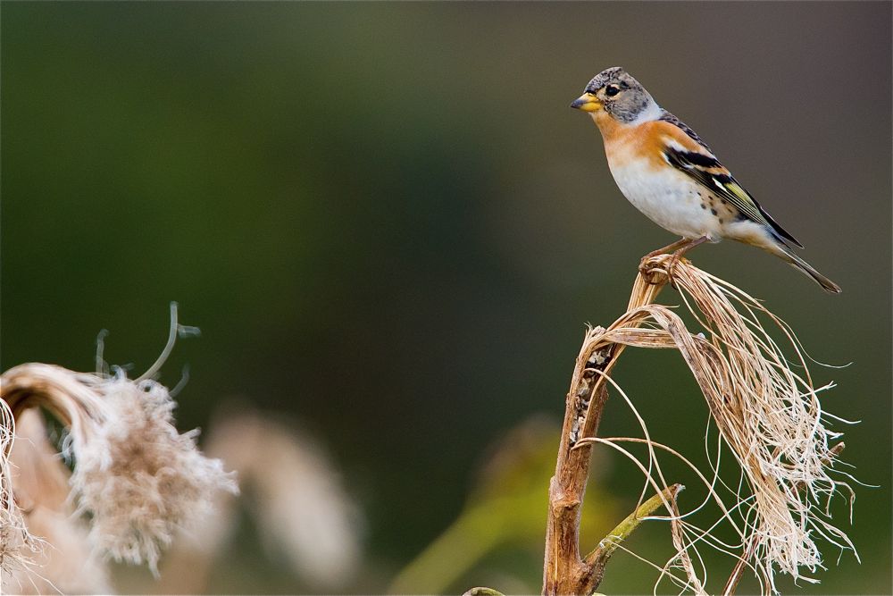 Brambling by Romano da Costa