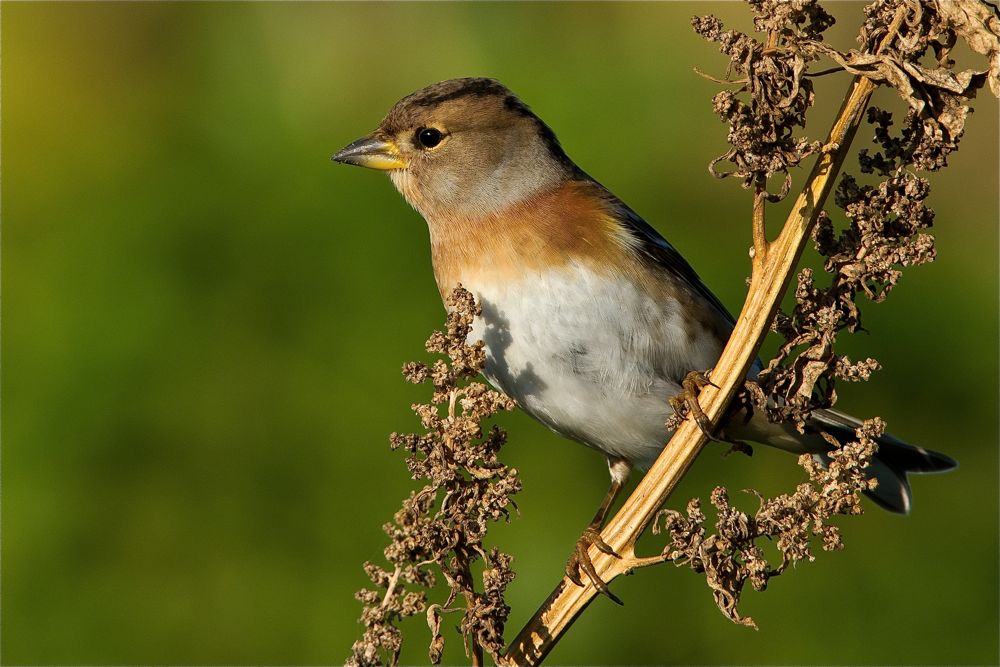 Brambling by Romano da Costa