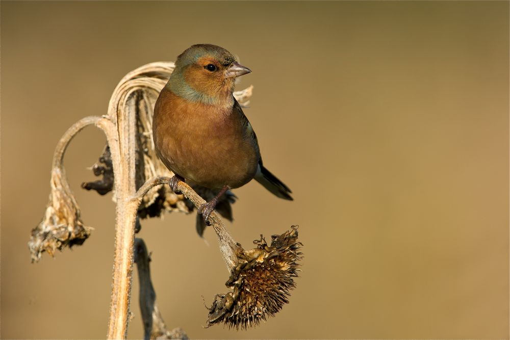 Chaffinch by Romano da Costa