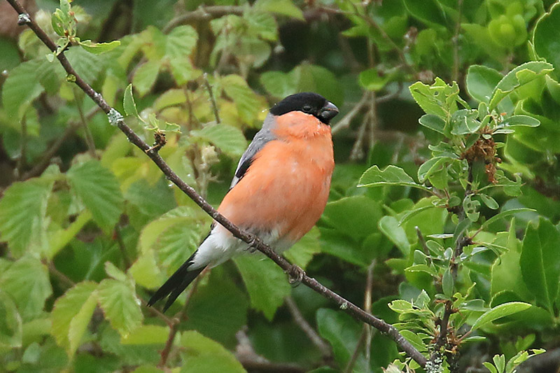 Bullfinch by Mick Dryden