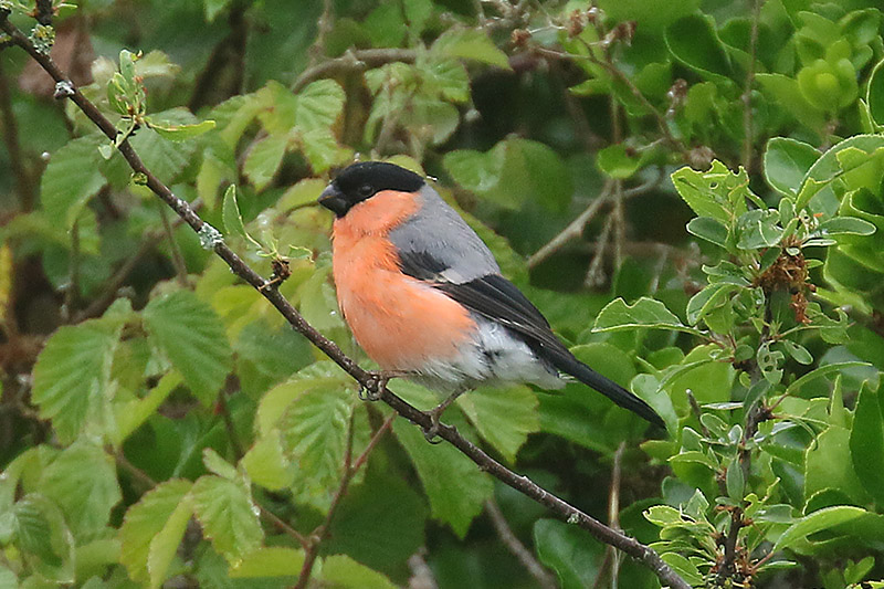 Bullfinch by Mick Dryden