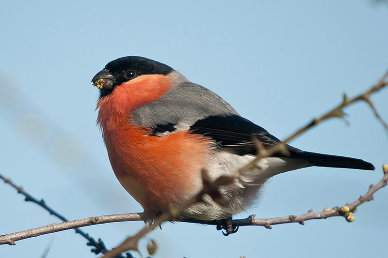 Bullfinch by Romano da Costa