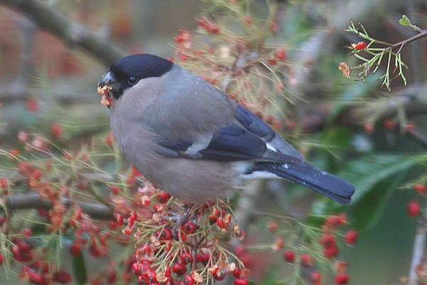 Bullfinch by Mick Dryden