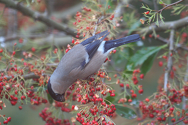Bullfinch by Mick Dryden