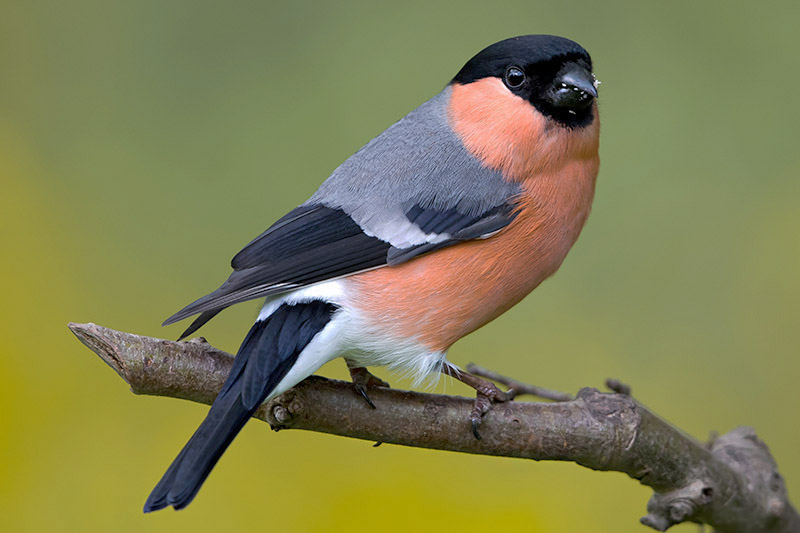 Bullfinch by Romano da Costa