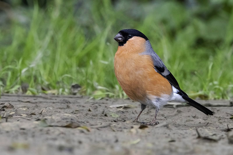 Bullfinch by Romano da Costa