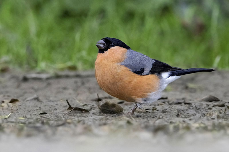 Bullfinch by Romano da Costa