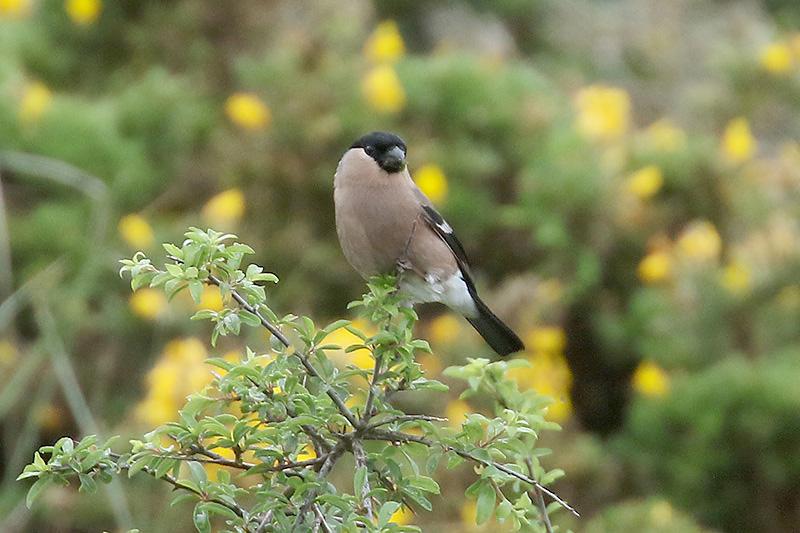 Bullfinch by Mick Dryden