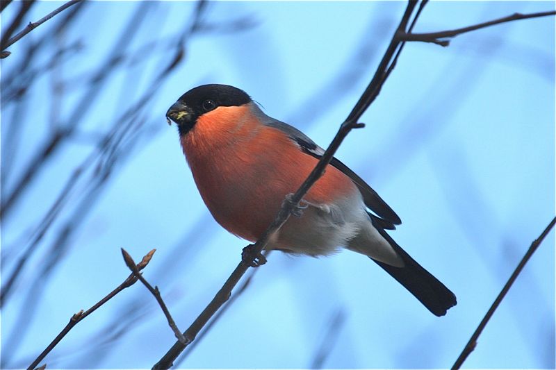 Bullfinch by Miranda Collett