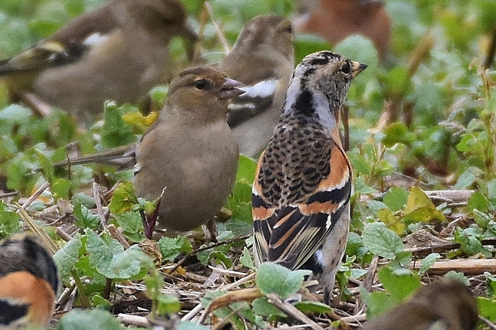 Brambling by Alan Gicquel