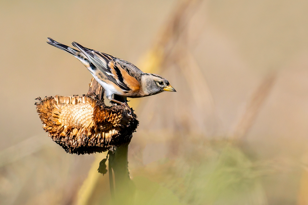 Brambling by Romano da Costa