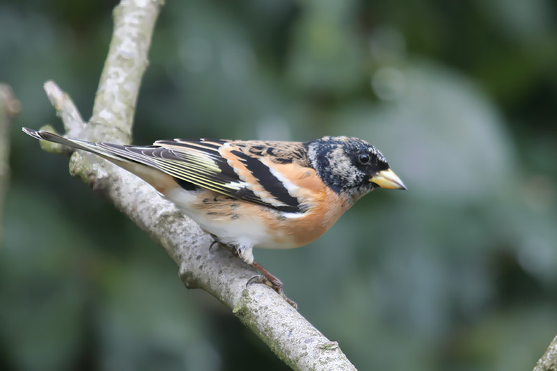 Brambling by Mick Dryden