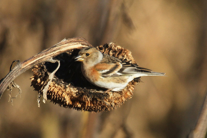 Brambling by Mick Dryden