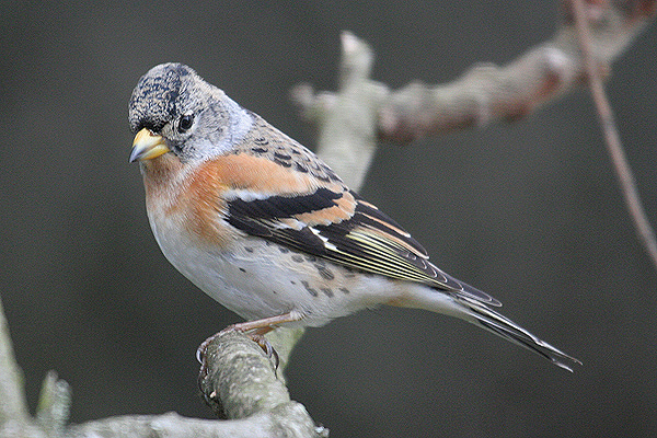 Brambling by Mick Dryden