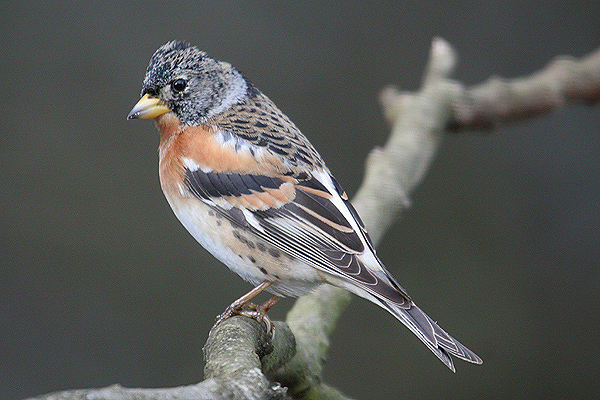 Brambling by Mick Dryden