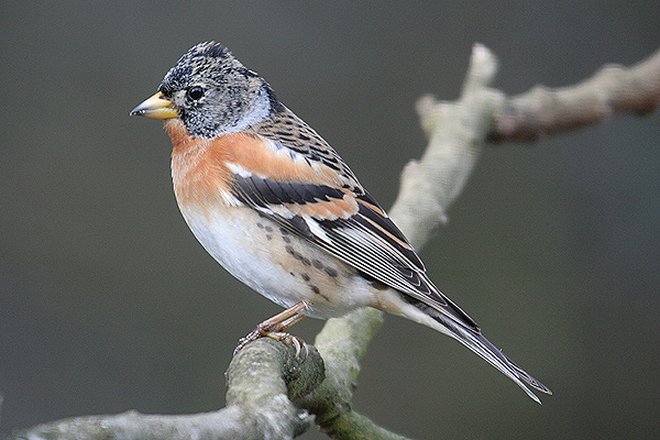 Brambling by Mick Dryden