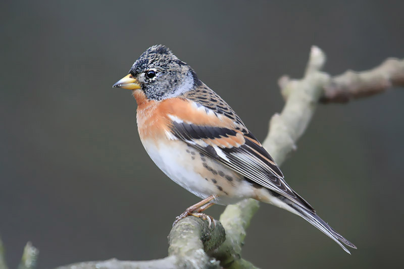 Brambling by Mick Dryden