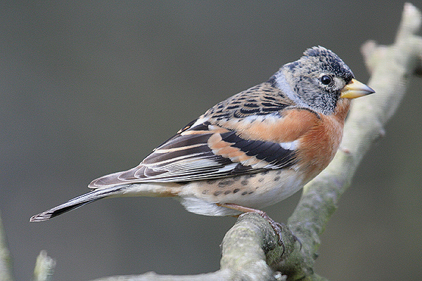 Brambling by Mick Dryden