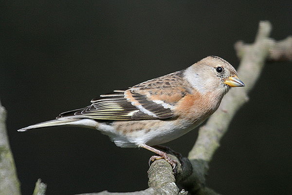 Brambling by Mick Dryden