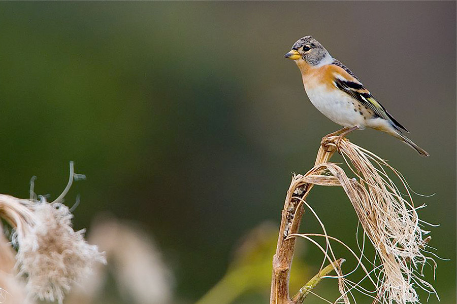 Brambling by Romano da Costa