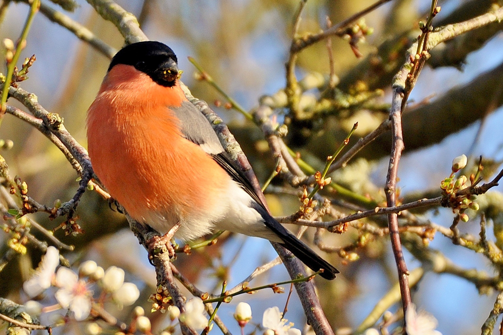 Bullfinch by Alan Gicquel