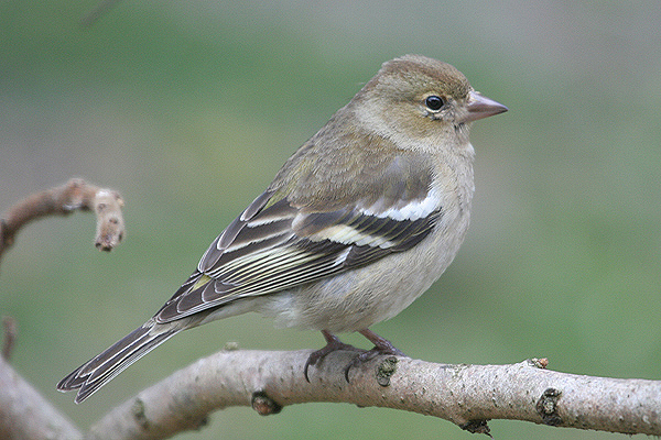 Chaffinch by Mick Dryden