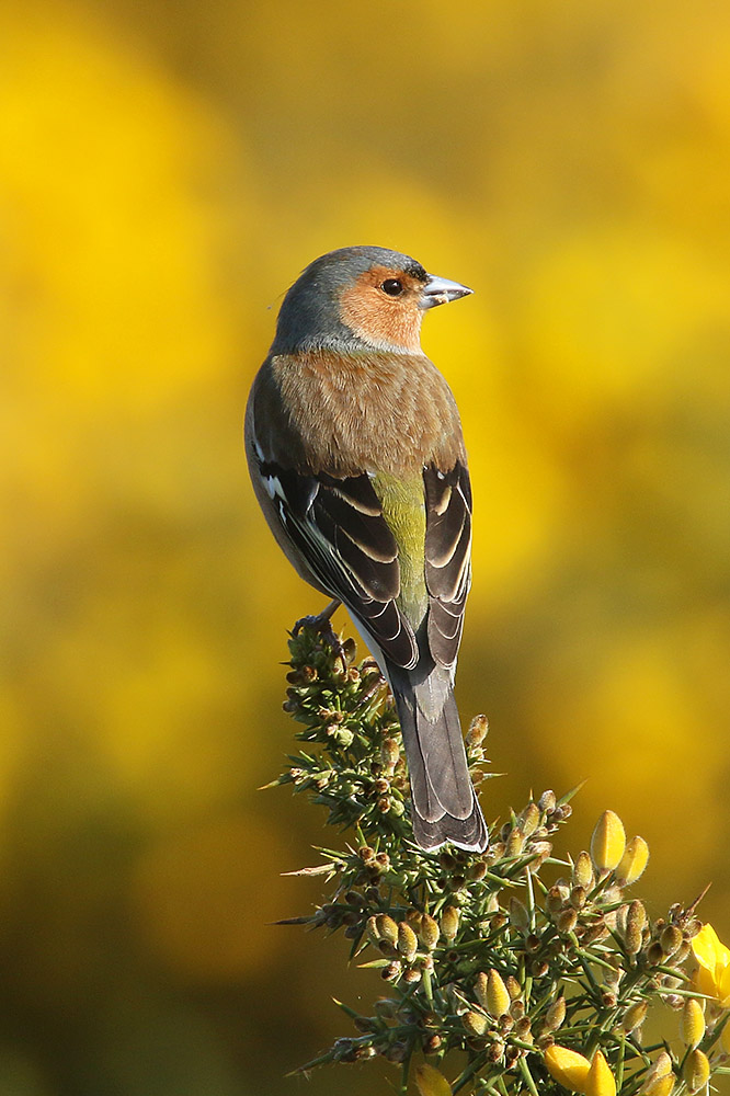 Chaffinch by Mick Dryden