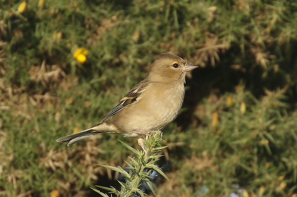 Chaffinch by Mick Dryden