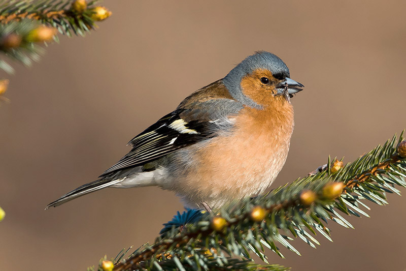 Chaffinch by Romano da Costa