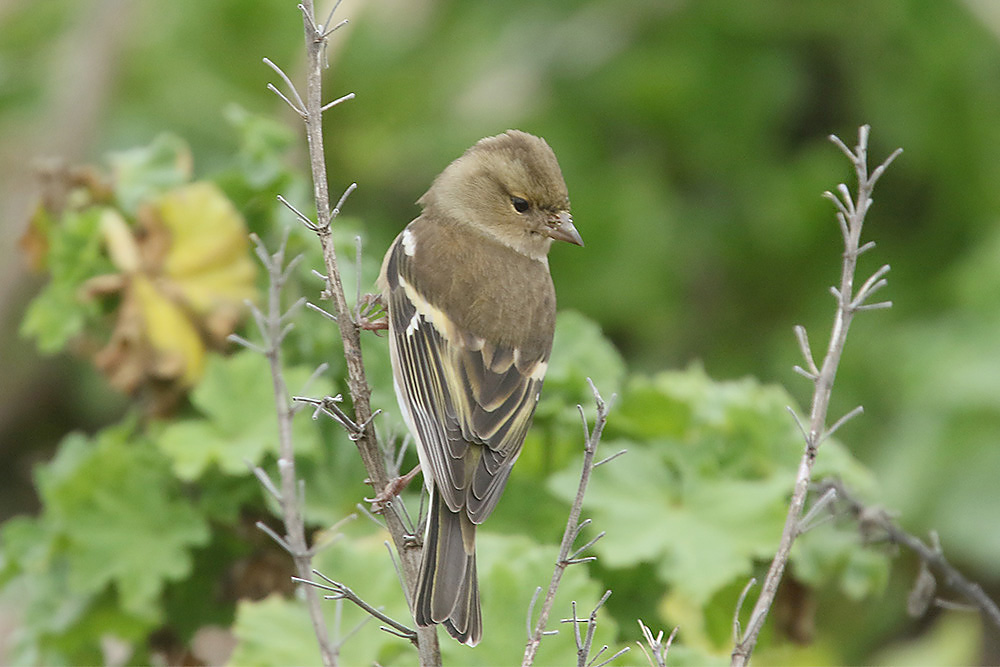 Chaffinch by Mick Dryden