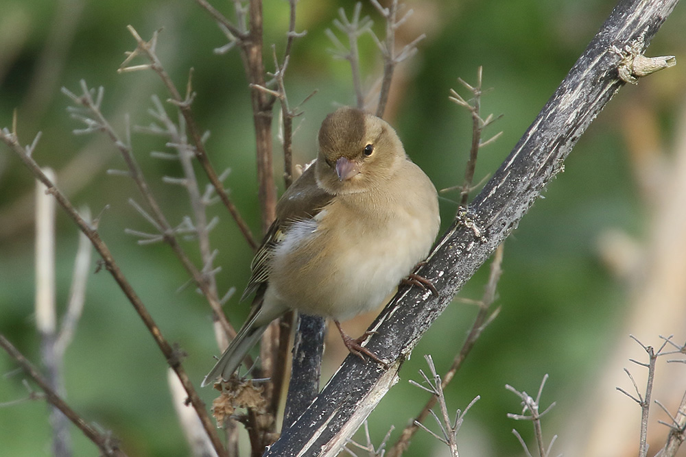 Chaffinch by Mick Dryden