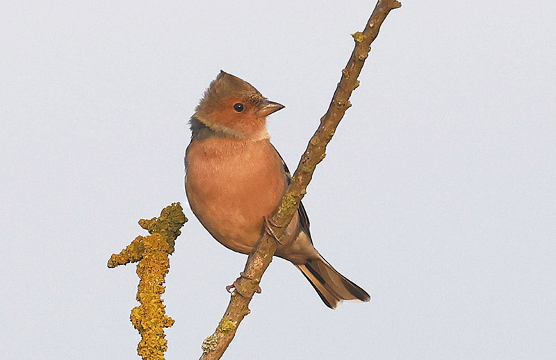 Chaffinch by Mick Dryden