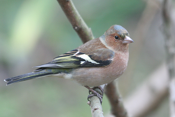 Chaffinch by Mick Dryden