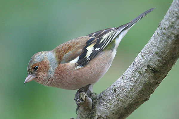 Chaffinch by Mick Dryden